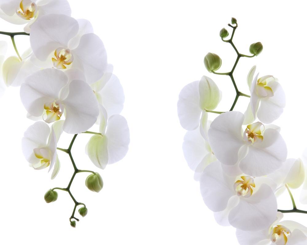 5" Orchid - Double