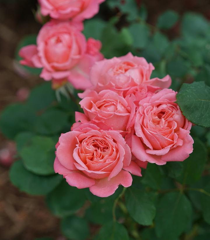 3G Rosa x 'Reminiscent Coral' ('BOZFRA221') Reminiscent® Coral Rose: Patent PP34,963
