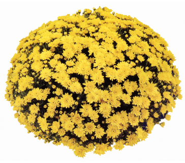 6" Mum - Conaco Yellow