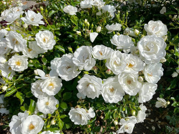 3G Rosa 'Iceberg' Iceberg Floribunda Rose 1002668