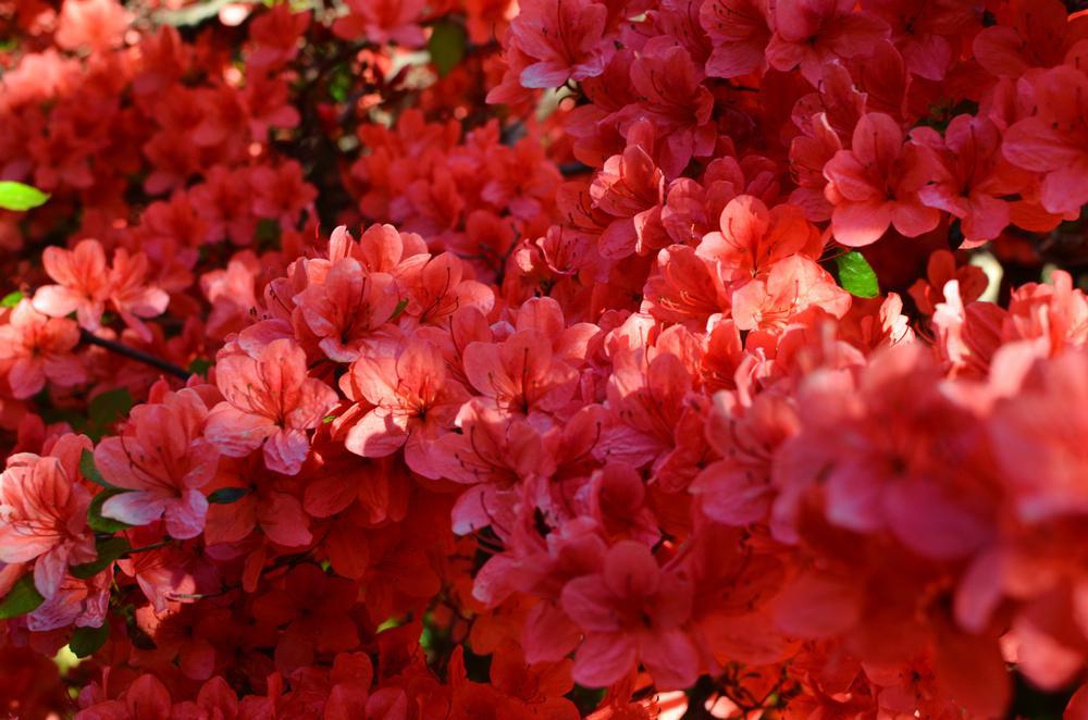 3G Azalea 'Stewartstonian' Evergreen - 1000011