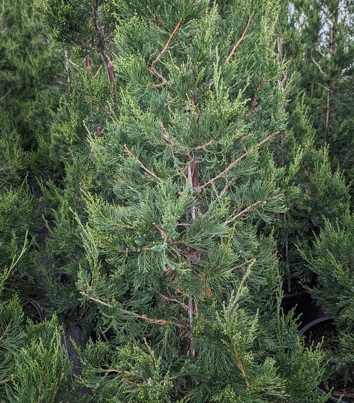7G Juniperus c. 'Hetzii columnaris' Columnar Hetzi Juniper (Blue Point Juniper) 1001412