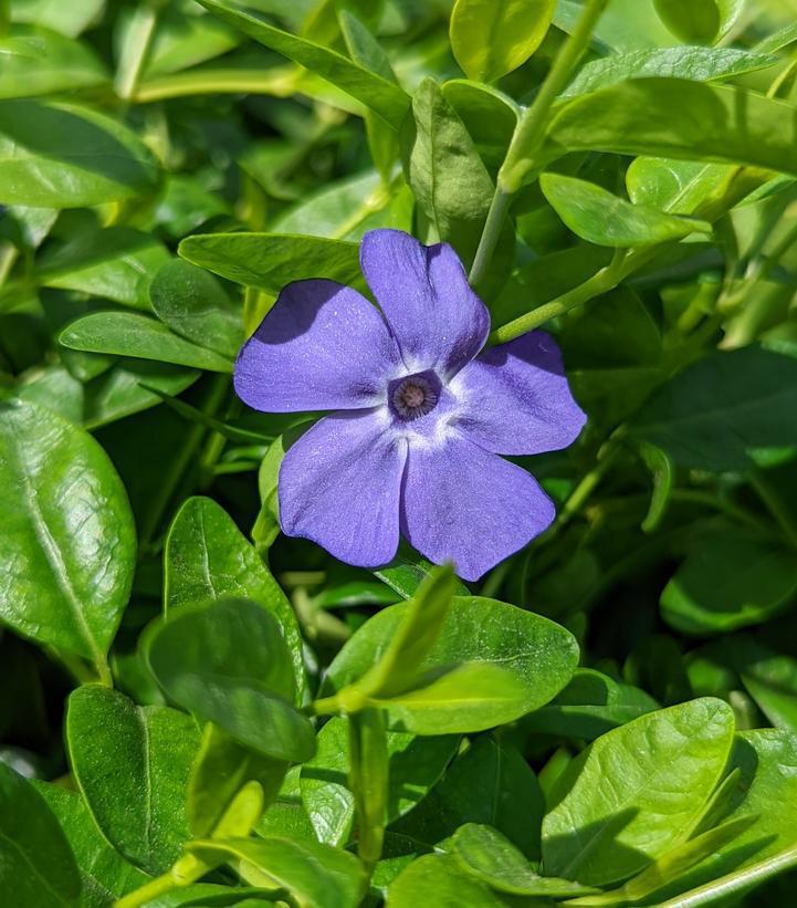 Tray - Vinca Minor (Myrtle, Periwinkle) - 1002491