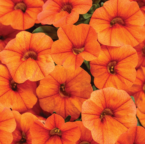 4.25" PW Calibrachoa - Superbells 'Dreamsicle'