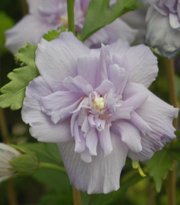 3G Hibiscus syriacus 'Blue Chiffon' ('Notwoodthree') Blue Chiffon® Rose of Sharon: Patent PP20,574 1004038