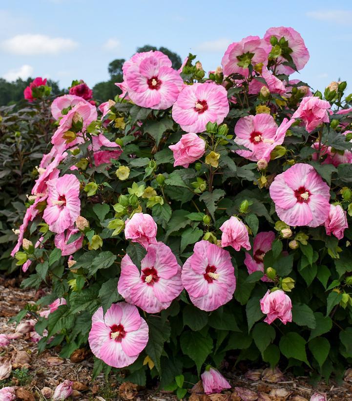 3G PW Hibiscus Summerific 'Spinderella' - Rose Mallow - 1013694