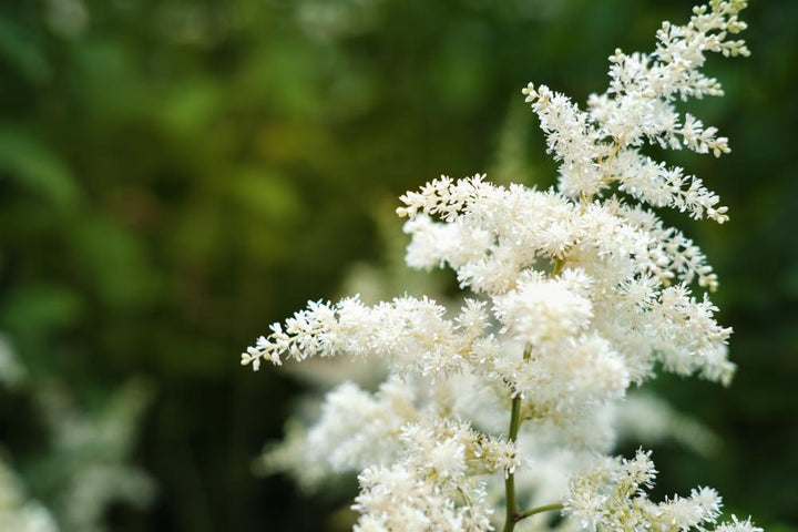 8" Astilbe Chinensis You and Me 'Together' - White - 1020193