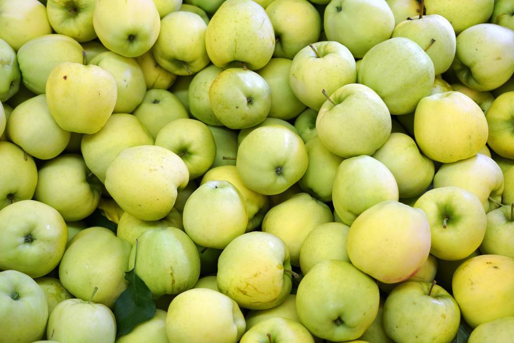 Apples - Ginger Gold (Local Hollis, NH) Use for Checkout all apples by the pound