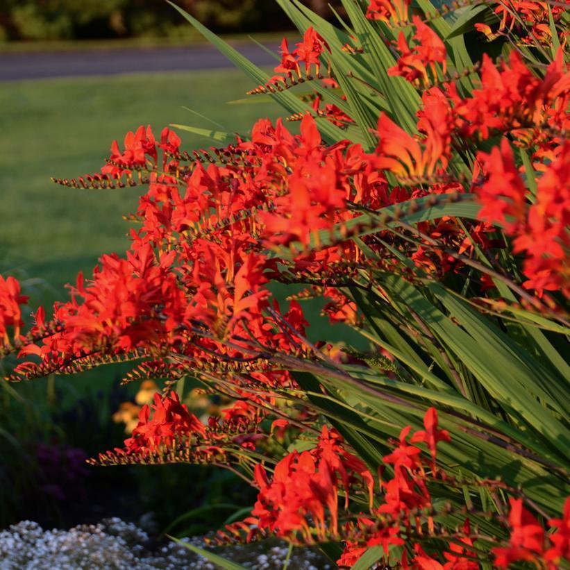 1G Crocosmia mas. 'Lucifer' - 1022773