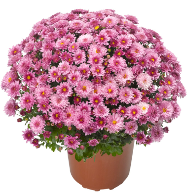 9" Mum - Chelsey Pink
