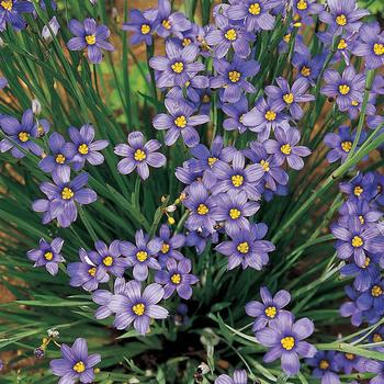 1G Sisyrinchium Angustifolium 'Lucerne' - Blue-Eyed Grass - 1003346
