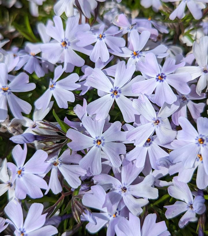 1G Phlox Subulata 'Spring Blue' - (Creeping Phlox) 1010909