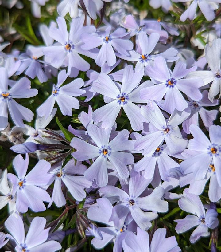 1G Phlox Subulata 'Spring Blue' - (Creeping Phlox) 1010909