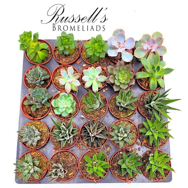 2" Echeveria & Haworthia Succulent Mixed PL0063