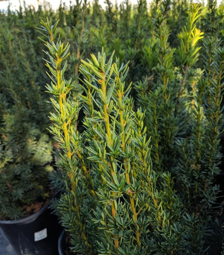 7G Taxus media 'Hicksii' Hicks Yew