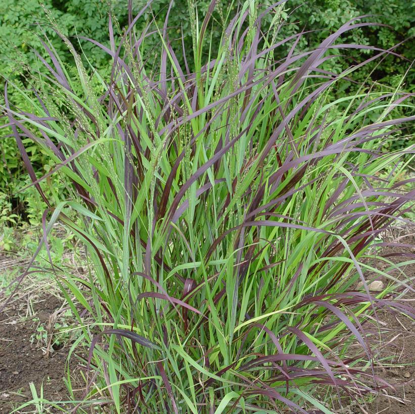 1G Panicum Virgatum 'Shenandoah' - Switch Grass - 1010658