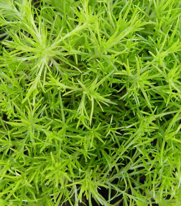 3" Sagina Subulata 'Aurea' - Scotch Moss - 1002598