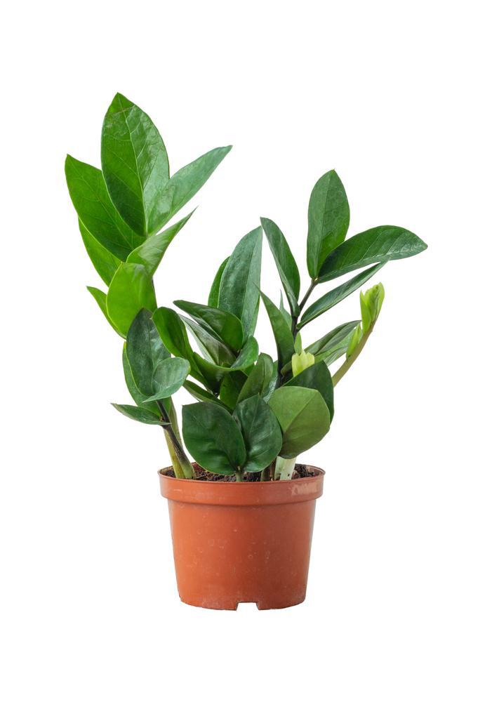 6" ZZ - Zamioculcas, or zamiifolia