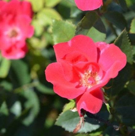 Knock Out® Shrub Rose, Red