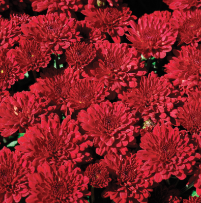 14" TP Mum Patio Pot - Red Ryder