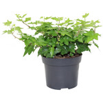 5" Ivy English Green - G3975