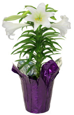 6" Easter Lily 4+ Bloom 1ppp w/ PC - F0306