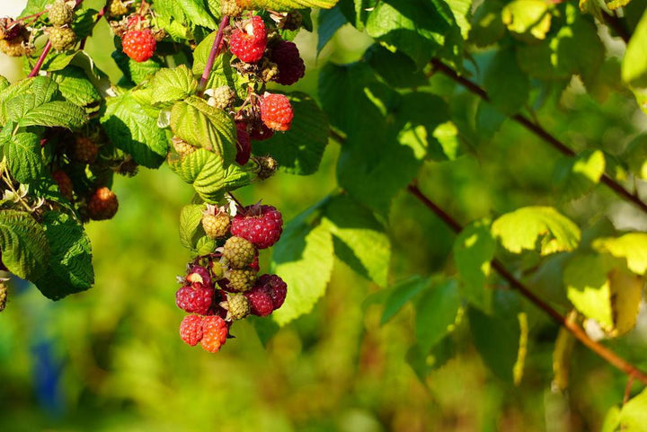 2G Rubus 'Heritage' Red Raspberry - 1000171