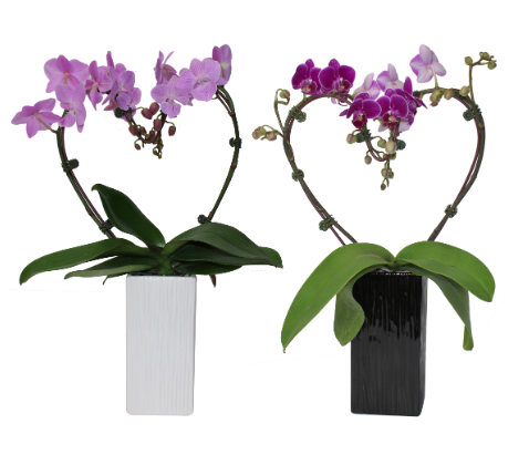 3.5" Orchid Phalaenopsis - Heart Shape w/ Ceramic Pot - T2982