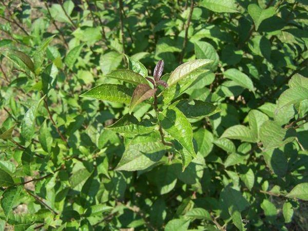 3G Ilex Serrata X Vert. 'Apollo' (Male no berries): Female-Winter Red, Winter Gold, Wildfire, Sparkleberry, Harvest Red, & Afterglow 'Apollo Winterberry'