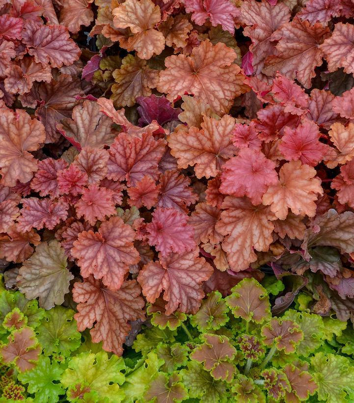 1G Heuchera hybrid Primo™ 'Peachberry Ice' Peachberry Ice Coral Bells: Patent PPAF 1010950