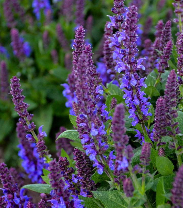1G Salvia Nemerosa 'Violet Profusion' - Salvia - 1010949