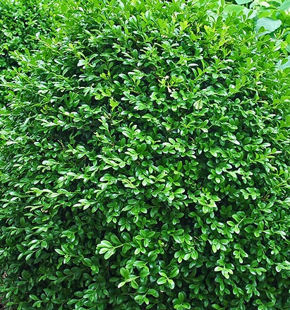 6G Buxus Newgen Boxwood - Independence - 20160-0800