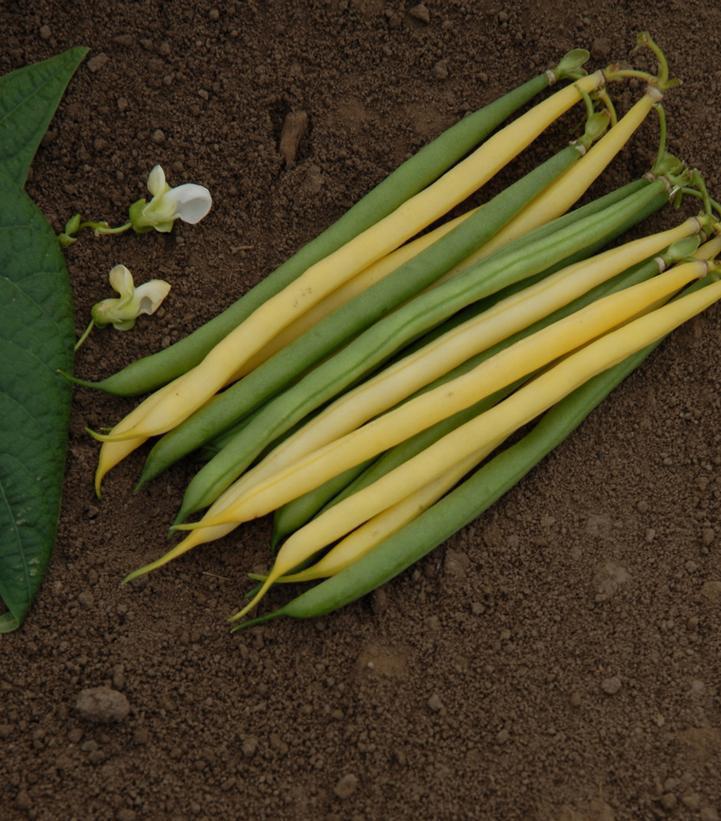 1G Beans 'Gold N' Green' Mix - 1006371