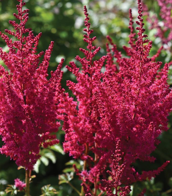 8" Astilbe Chinensis 'You and Me Forever' - Red - 1020194