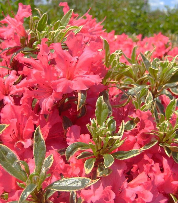 3G AZALEA 'ARCTIC ROSE' Arctic Rose Azalea 1003060