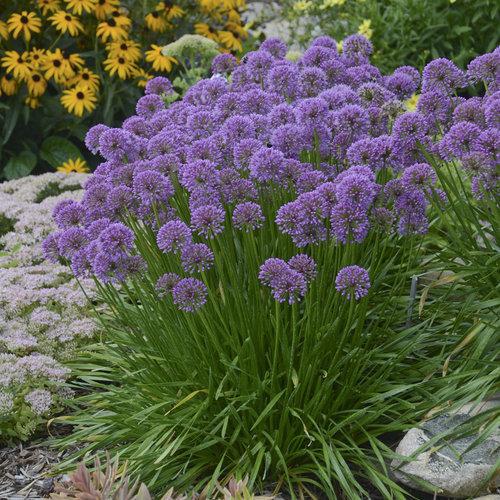 Millenium Ornamental Onion