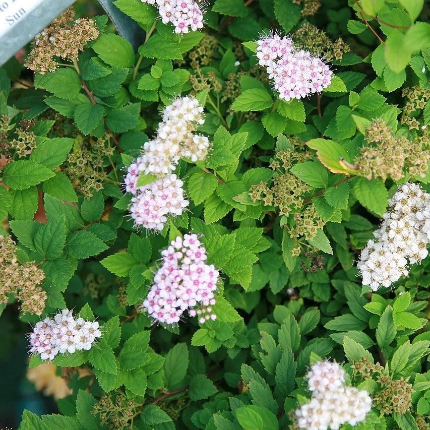 Little Princess Spirea