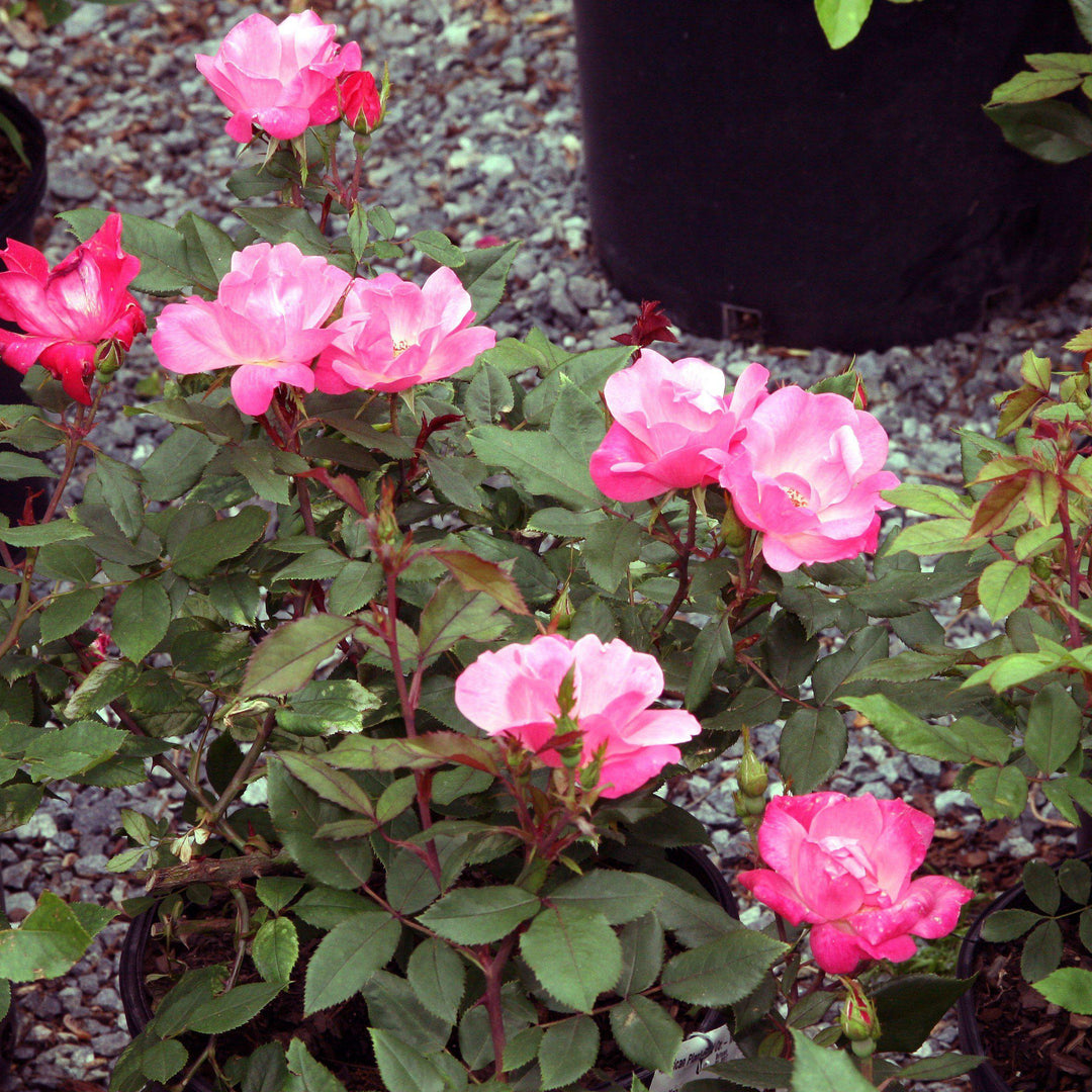 Pink Knock Out® Rose