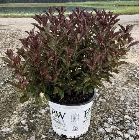 Wine & Roses® Weigela