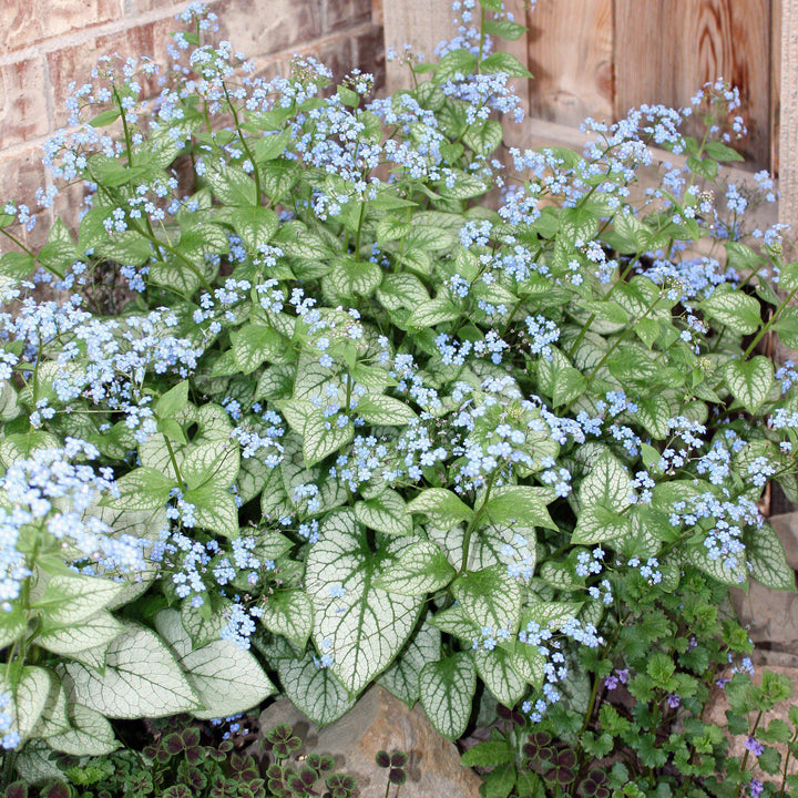 Jack Frost Siberian Bugloss