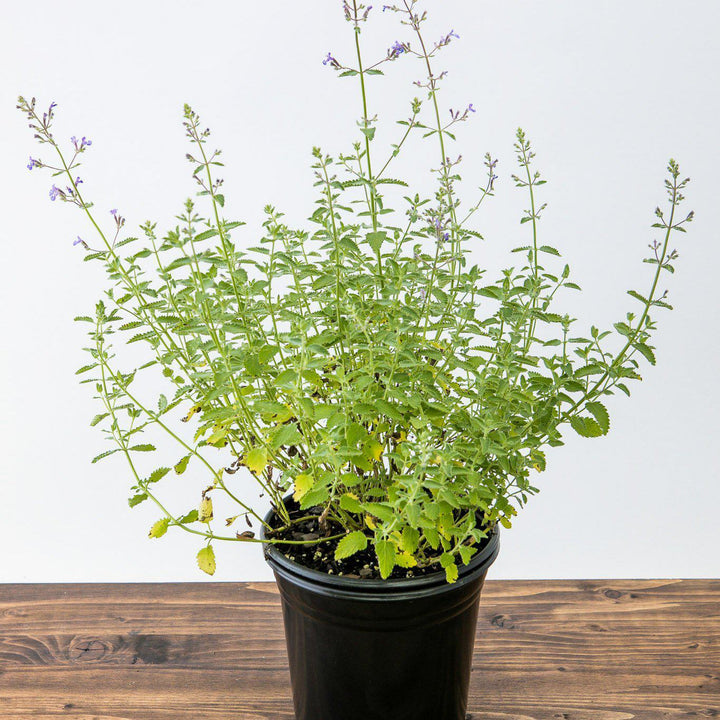 Junior Walker™  Catmint