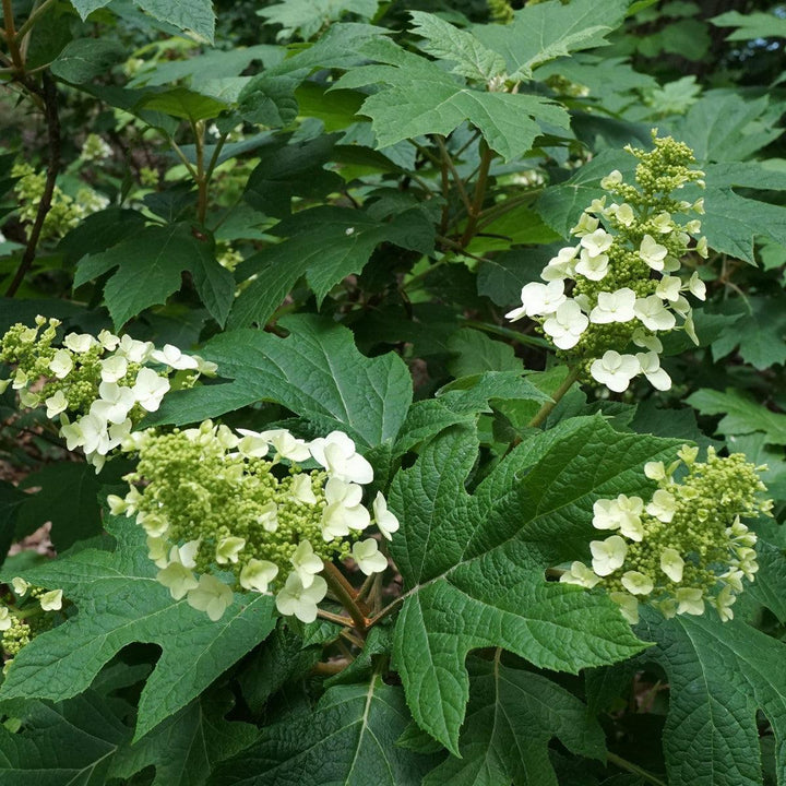 Snow Queen Hydrangea