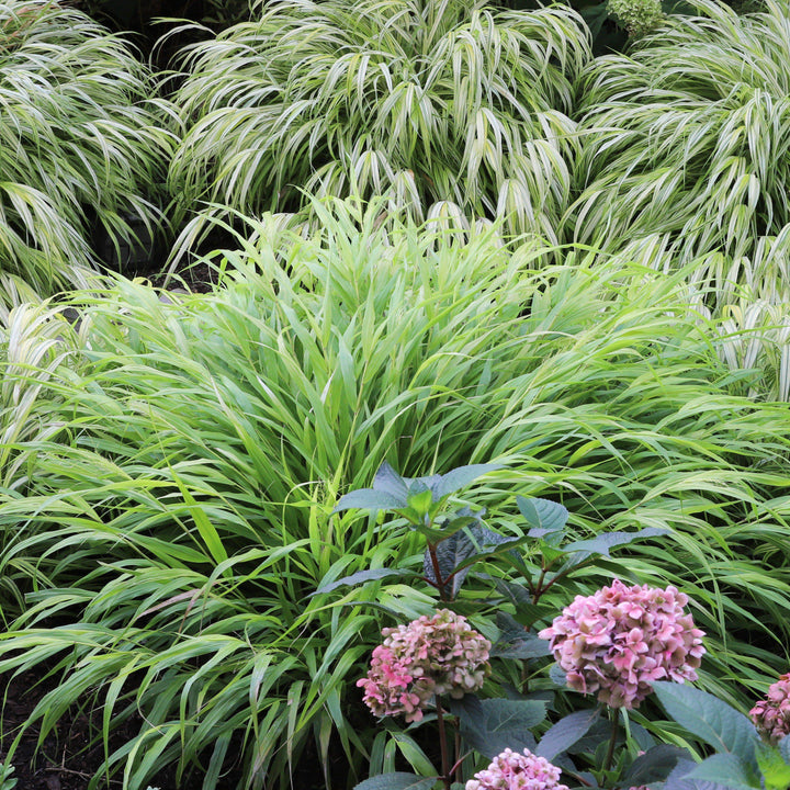Japanese Forest Grass, Hakone Grass