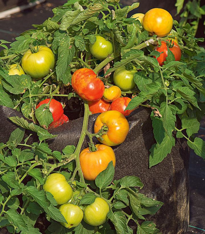 1G Tomato 'Bush Early Girl' - 1005396