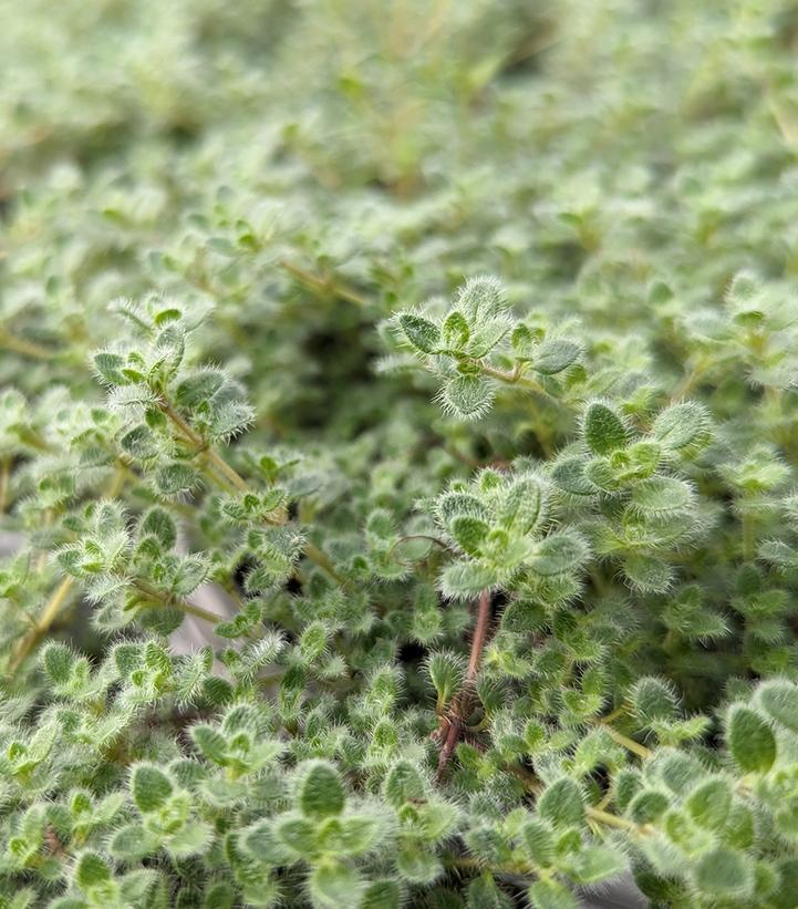 3" Thymus pseudolanuginosus 'Wooly Thyme' 1002606