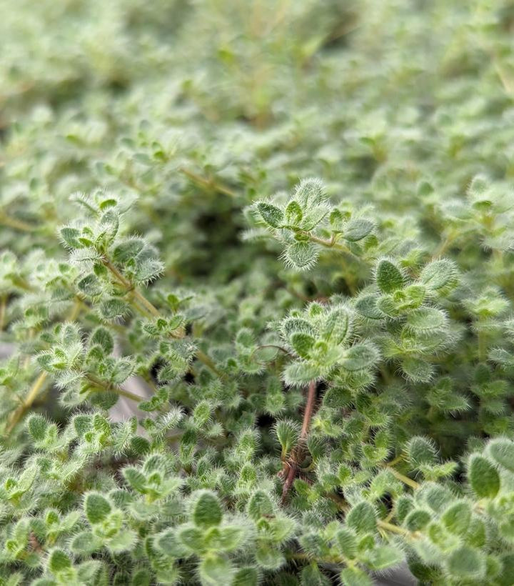 3" Thymus pseudolanuginosus 'Wooly Thyme' 1002606