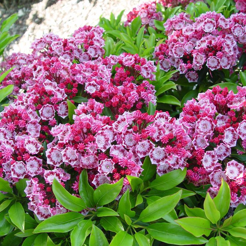 3G Kalmia lat. 'Yankee Doodle' Yankee Doodle' Mountain Laurel
