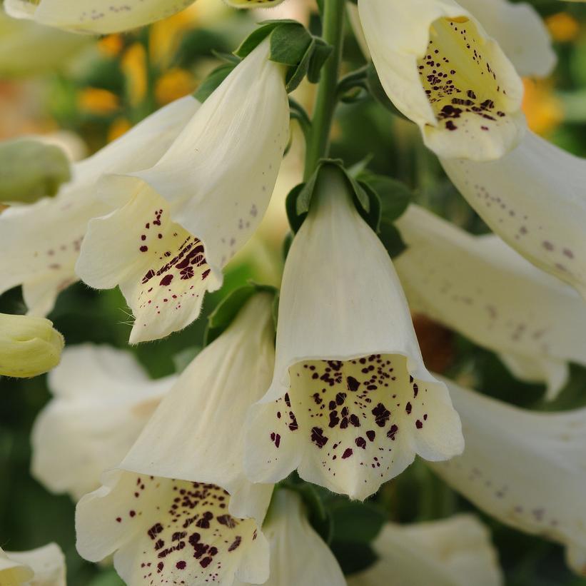 1G Digitalis Purpurea 'Dalmatian Creme' - Foxglove - 1015303
