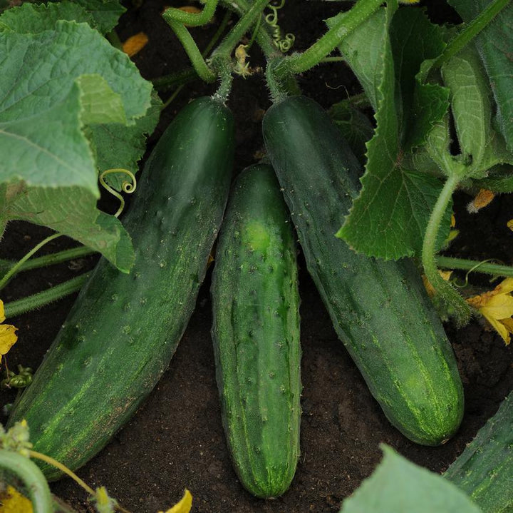 1G Cucumber 'Patio Snacker' - 1006681