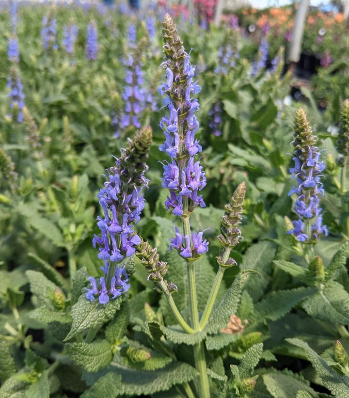 2G Salvia x sylvestris 'Blue Hill' ('Blauhügel') Blue Hill Wood Sage 1000595